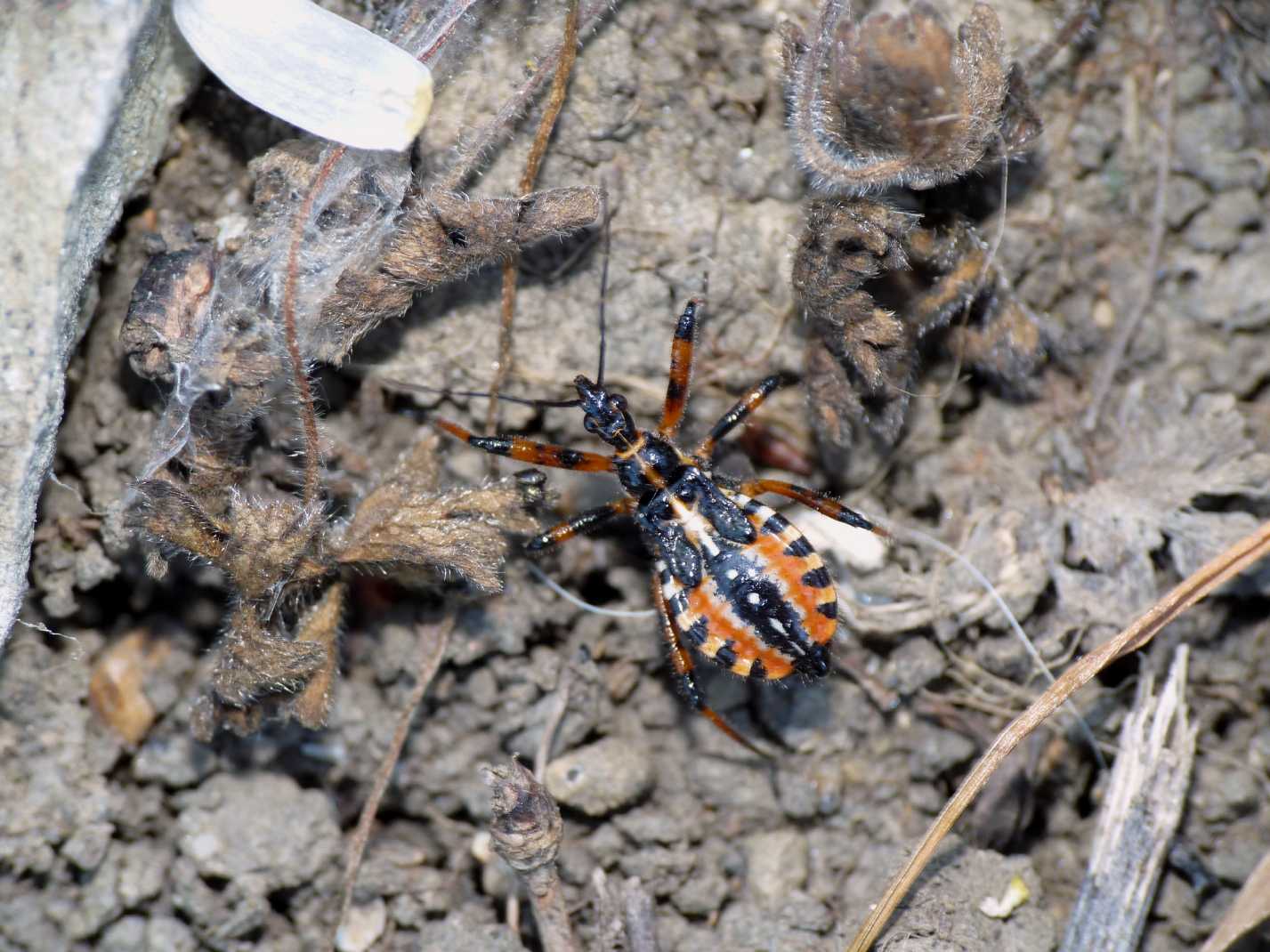 Reduviidae: ninfe di Rhynocoris del Lazio (Rm)